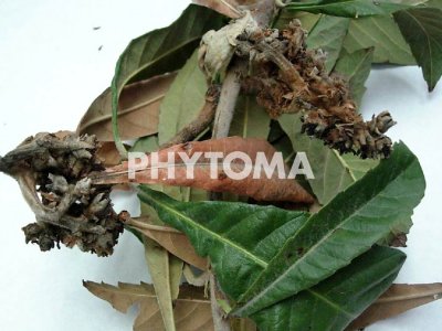 Fuego bacteriano 